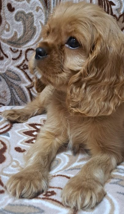 Кавалер кинг Чарльз спаниель мальчики и девочки