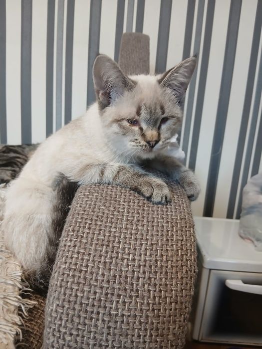 Отдам котенка девочку