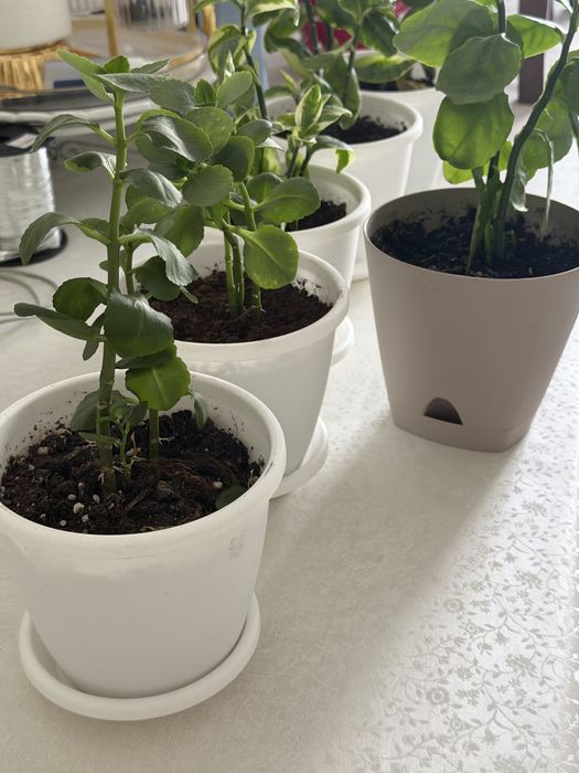 Домашние цветы в горшке