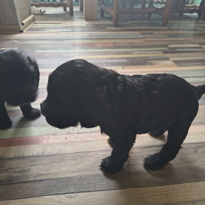 Майте животни @@@@