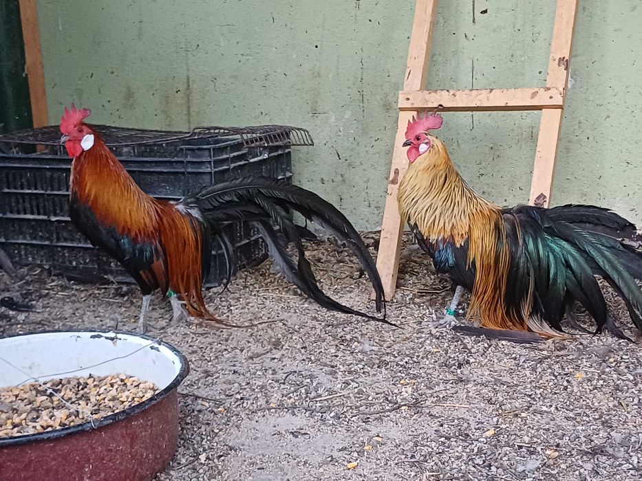 Gâină și cocoș rasa Phoenix, tineret 2026