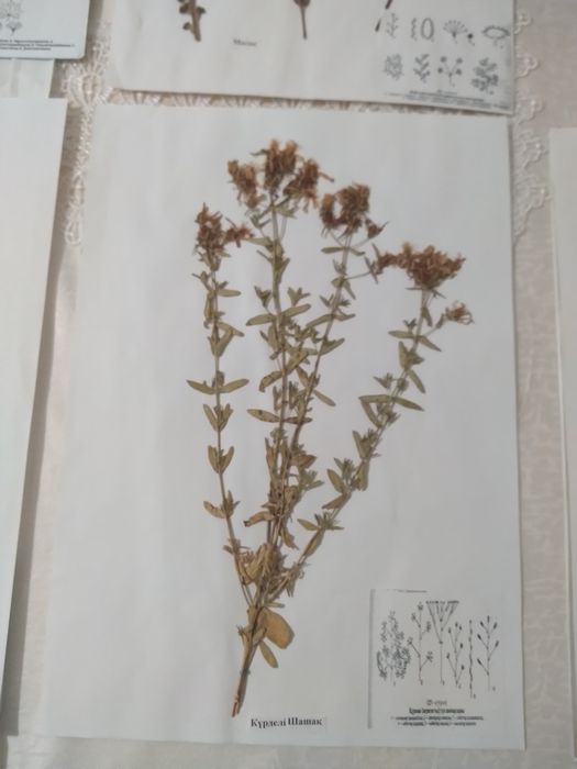 Гербарий с калькой-700 тг