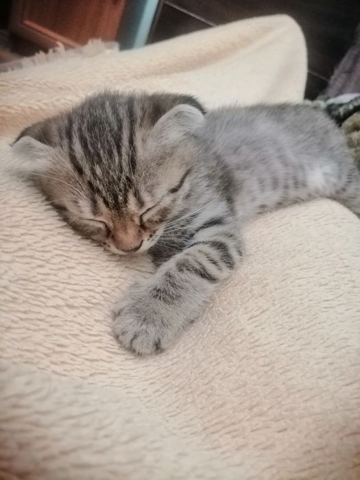 Вислоухая девочка, родилась 7 января