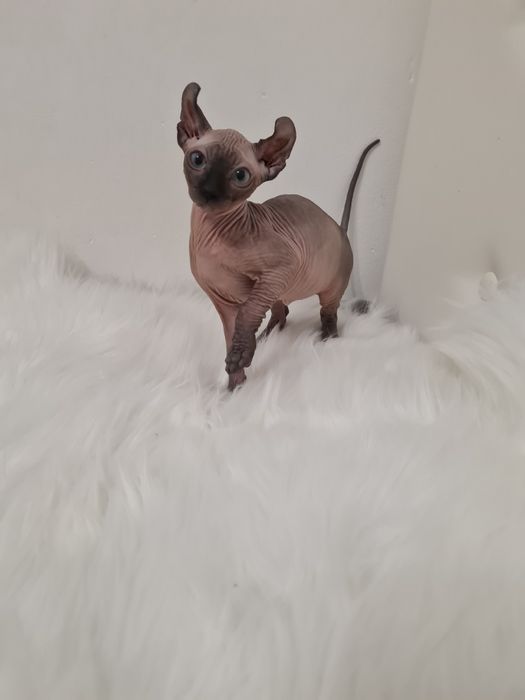 Pisică sphynx mascul elf