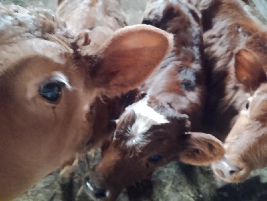 Еркек бұзаулар сатамын