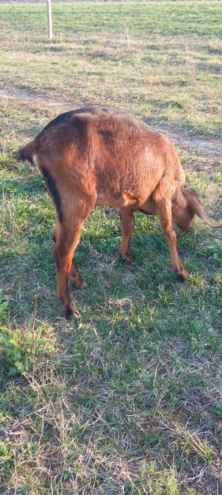 Capre Anglonubiene și Alpine cu iezi !