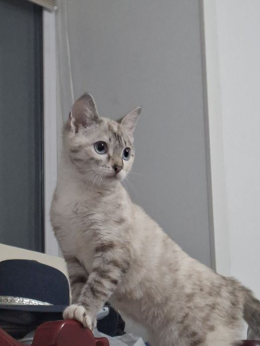 Шотландская кошка