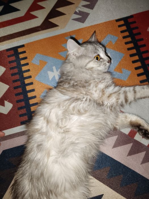 Котик в хорошие руки