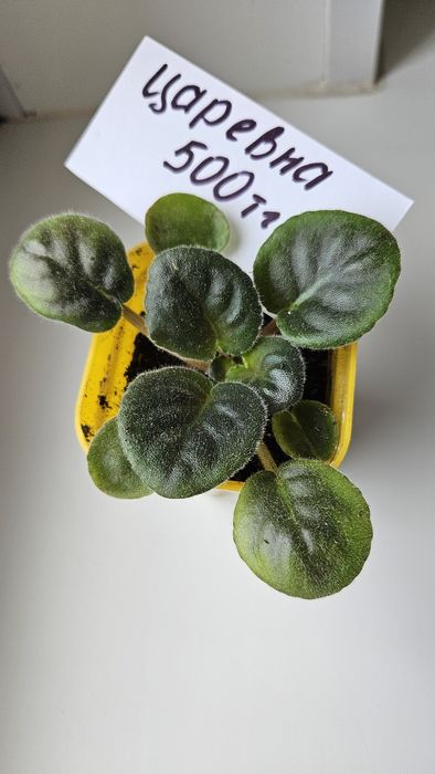 Продам фиалки сортовые