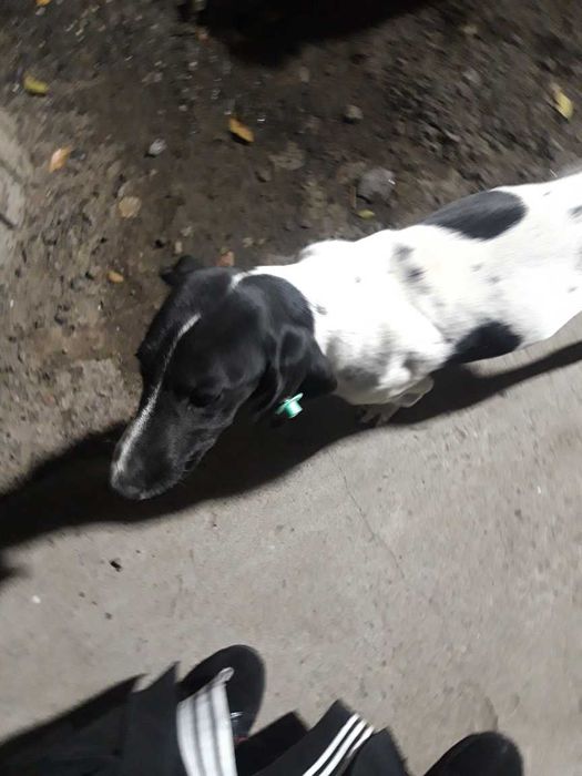 Найдена собачка!