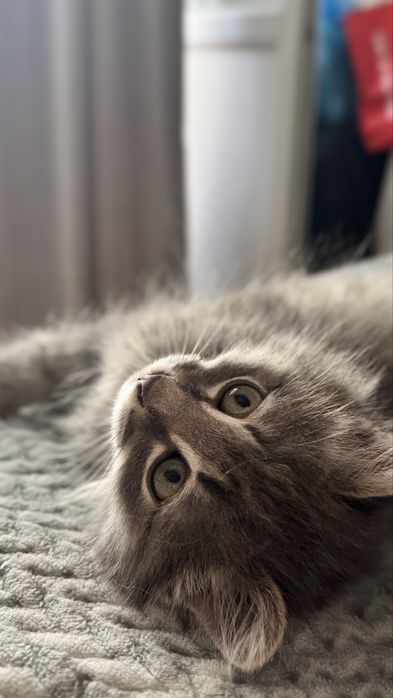 Котенок в поиске дома