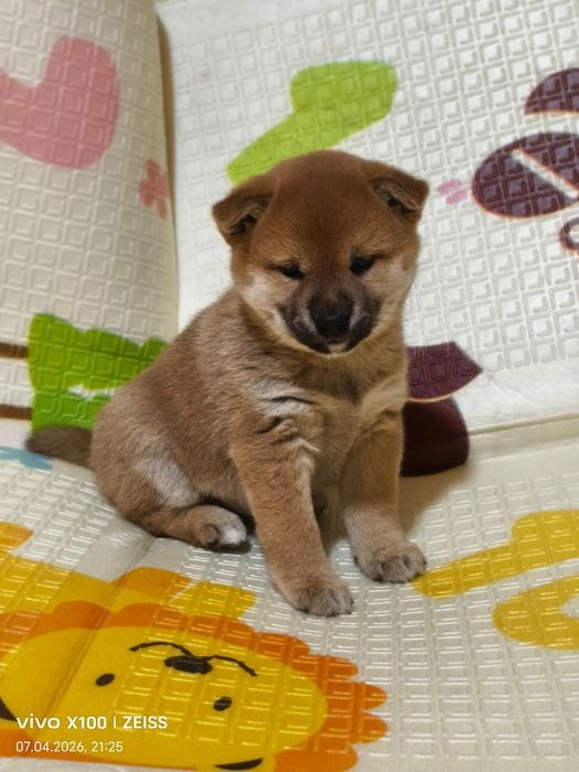 Шикарный щенок сиба- ину.