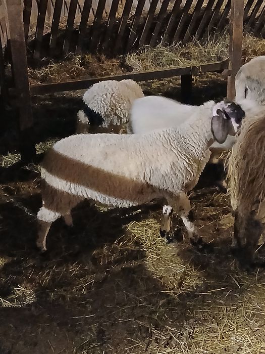 Miei de vânzare.