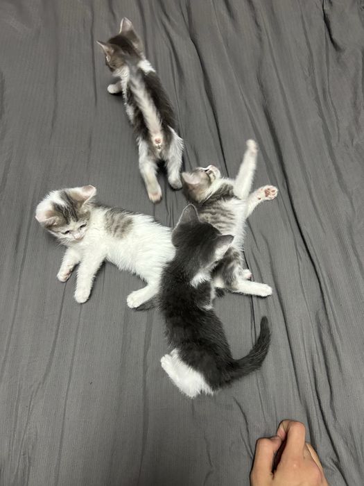 Отдам котят в добрые руки