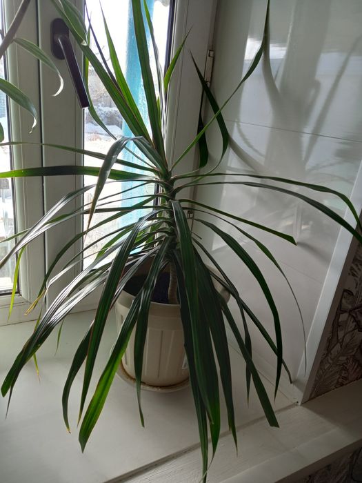 Продам цветы долларовое дерево