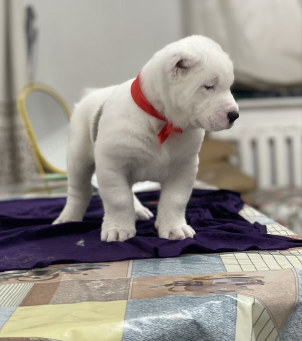 Продам супер кобелька алабай