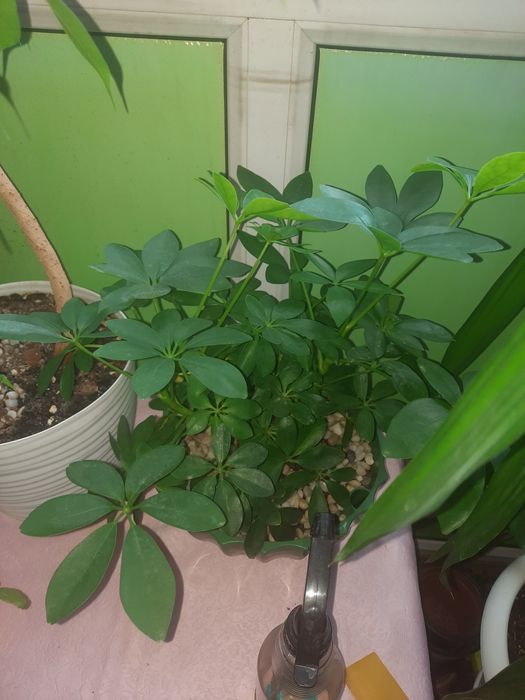 Срочно продам комнатные цветы