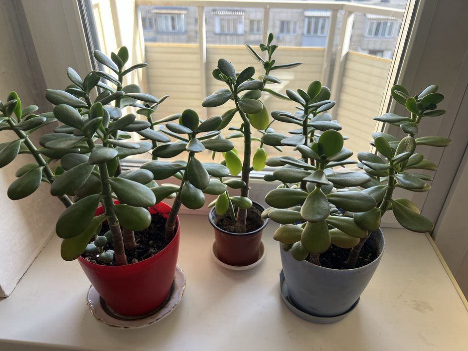 Цветы домашние: Толстянка