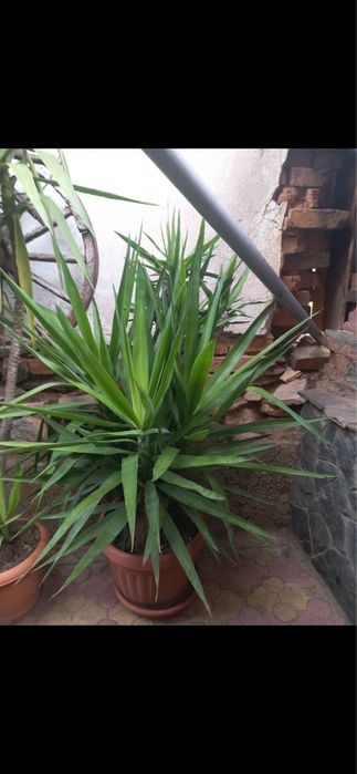 Продажба на Палми! Цена по договаряне!