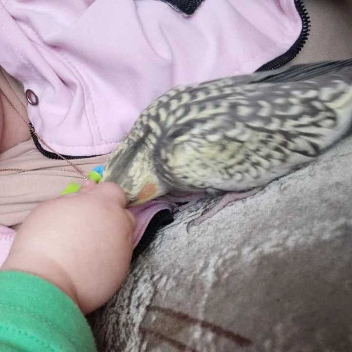 Попугай корелла ручной