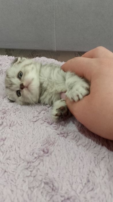 Ищем невесту котику