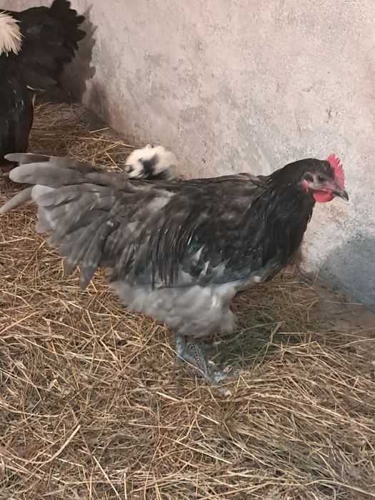 Australorp cocoșel