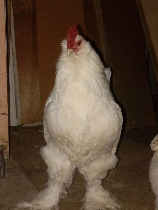 Brama tovuq xoroz sotiladi