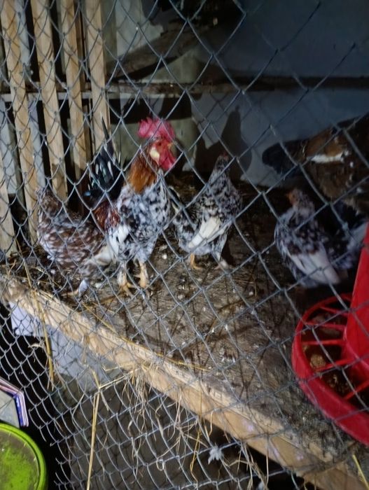 Gaini americane pitice