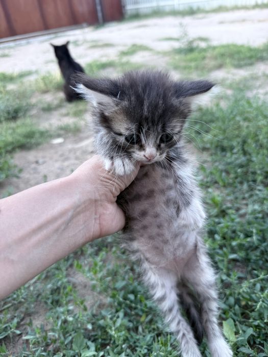 Отдам котят в добрые ручки