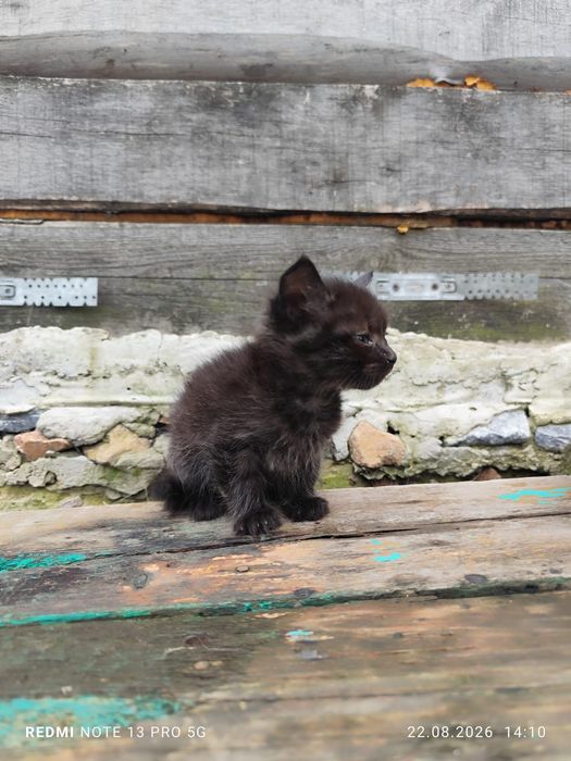 Котята мышеловы отдам