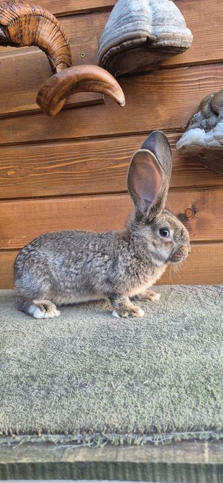 Зайци , великани