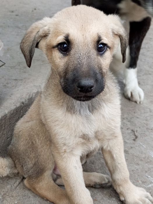 Отдам щенят в хорошие руки