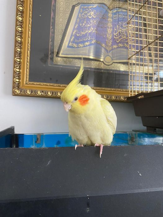 Попугай Корелла девочка