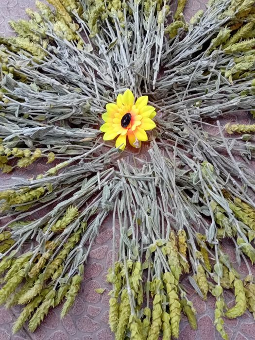 Био  мурсалски чай от  производител