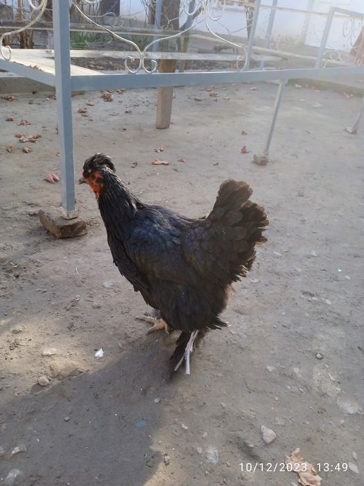 Brama tovuqlar sotiladi