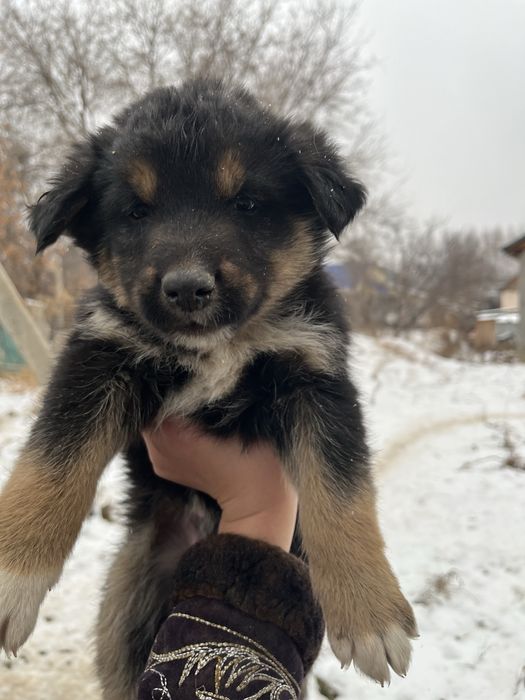 Милые щенки ищут дом