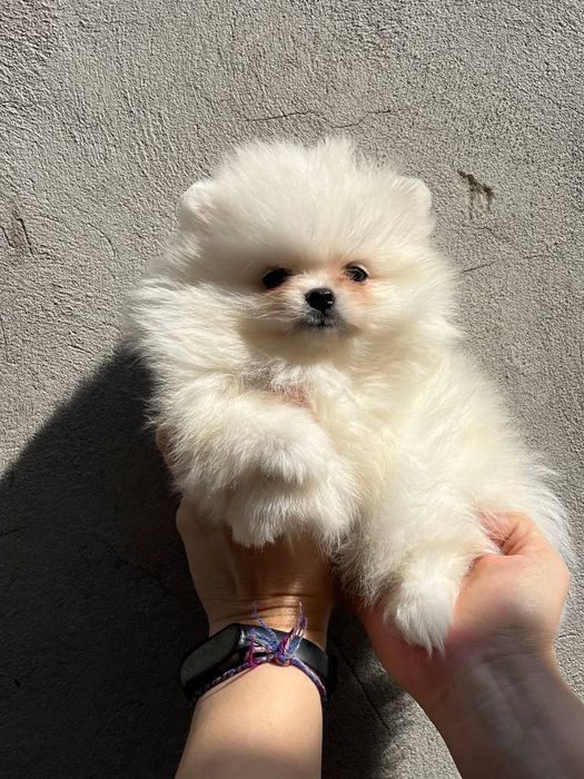 Клубные щенки шпица