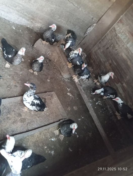 ИТДОУТКИ  по 3000