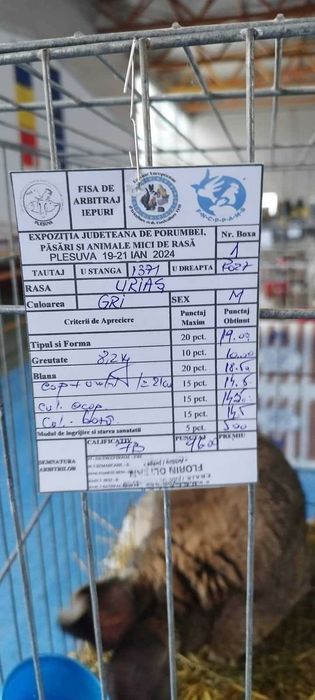 Iepuri de rasă mare