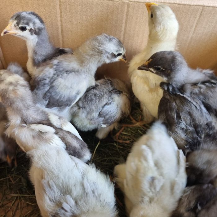 Pui de găină australorp