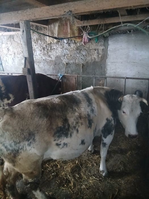 Vaca gestanta de vanzare