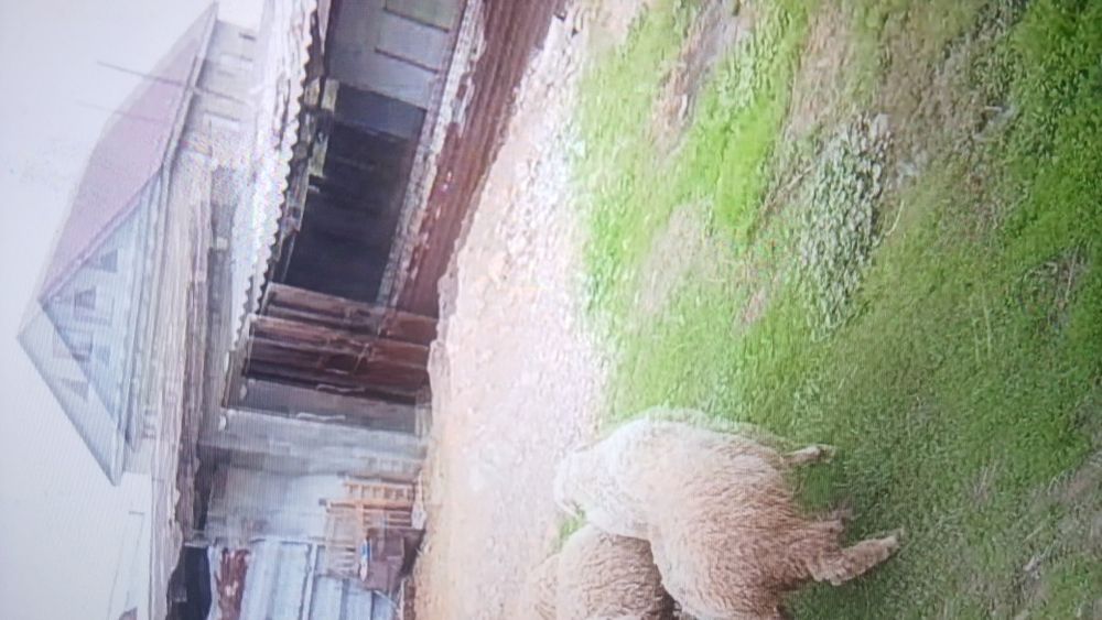 Коилар сатылады семиз кошкар