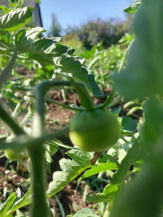 Продам дачу. ст. Хуторок