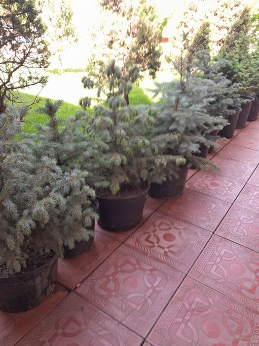 Archa va manzarali daraxtlar