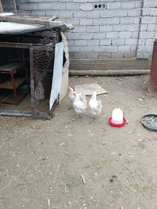 Продается курица