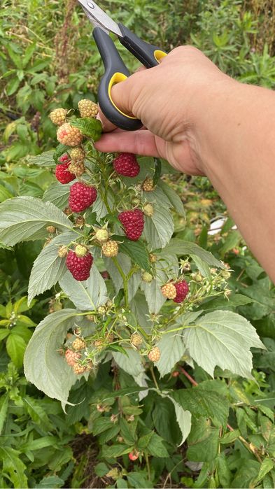 Продам саженцы  ремонтантной малины
