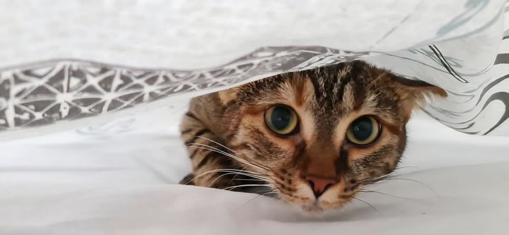Adoptie responsabila Minnie