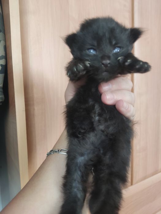 Продам котят породы Мейн-кун