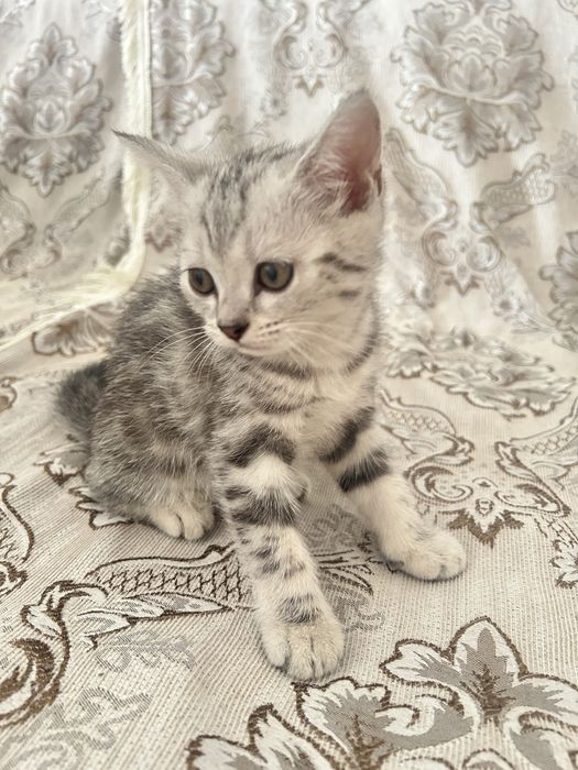 Продаются красивые котята