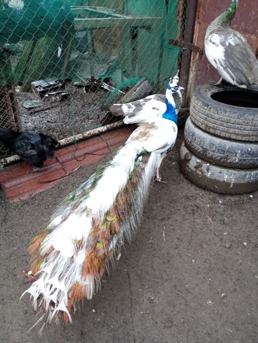 Pauni arlechin maturi și tineri arlechin .